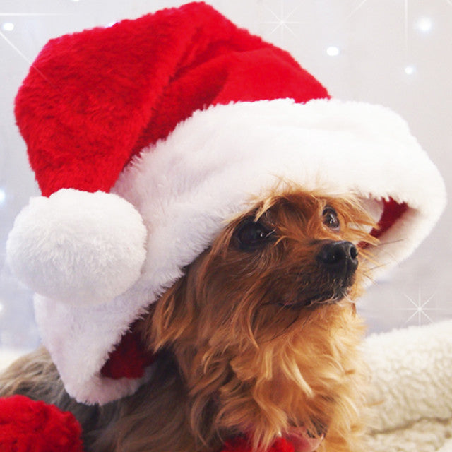 From Tiffy and her Family ∙ Wishing You a Happy Holiday Season filled with Love and Laughter