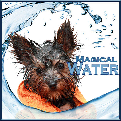 Magical Water - Elixir of Life -7 Reasons Why Your Dog Needs Water