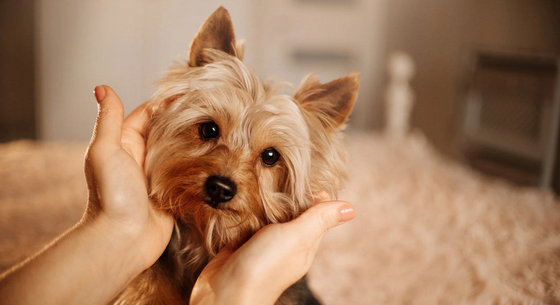 A photo of a person lovingly holding a Yorkie's face in their hands.