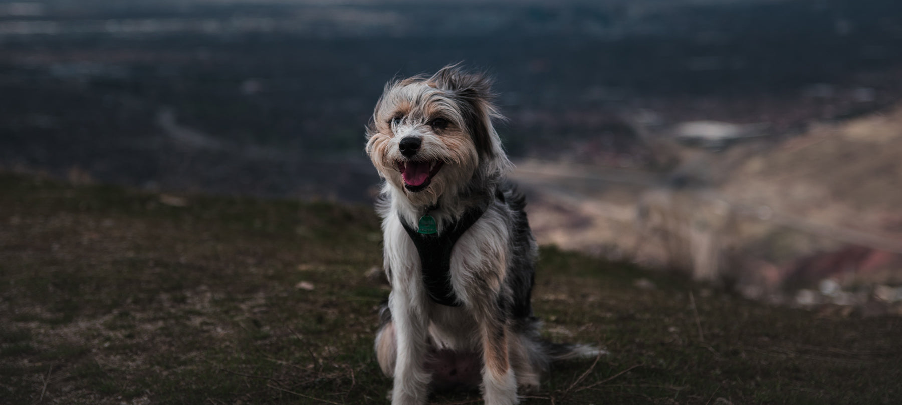 A dog on top of a windy mountain.