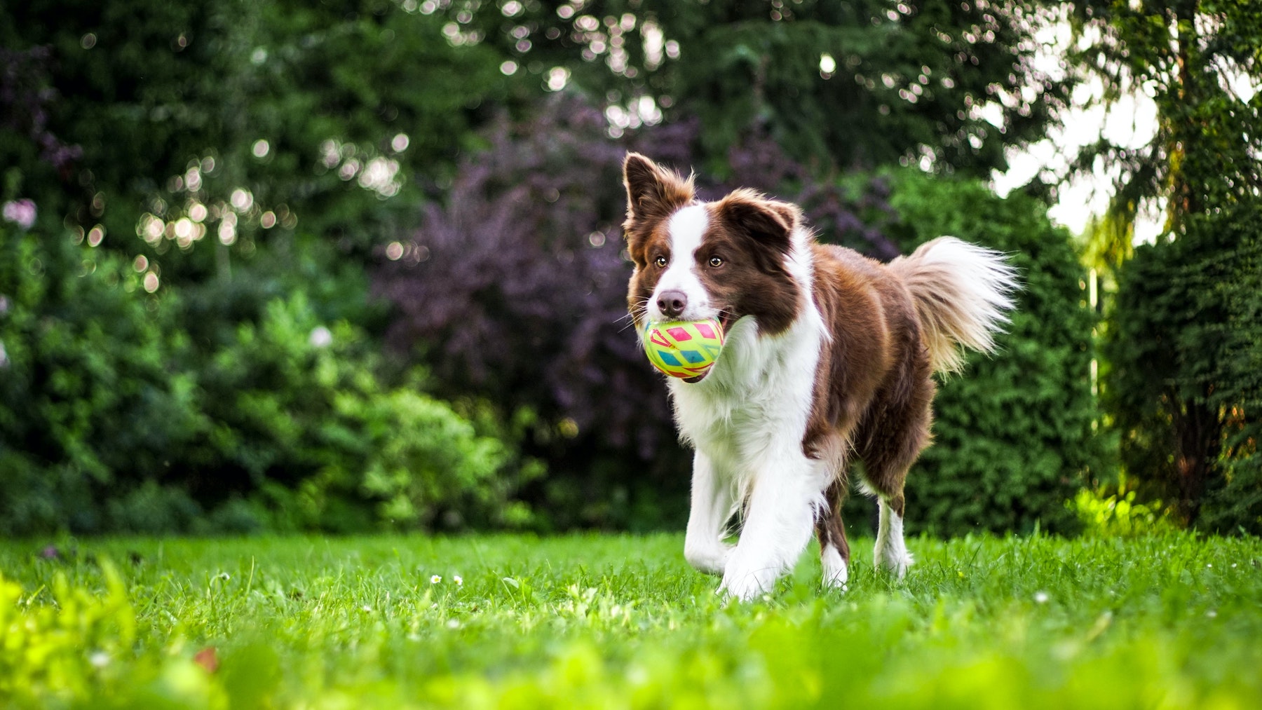 A dog with a ball in its mouth running outside.
