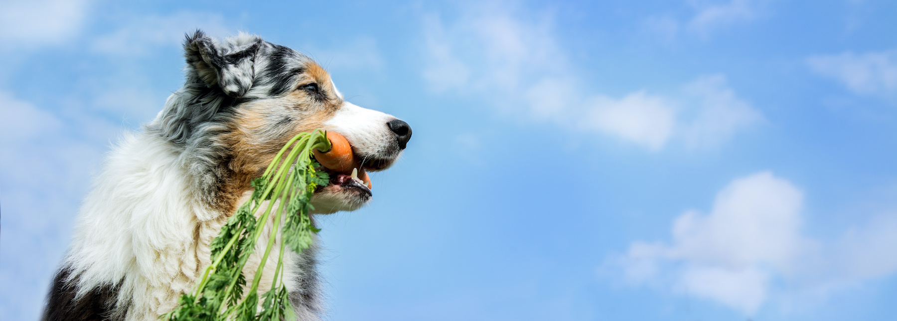 A dog with a carrott in its mouth on a bright blue sky.