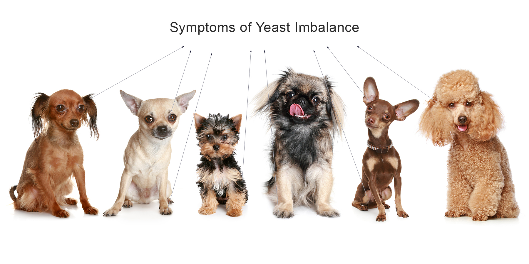 Image of small dogs with arrows that point to "Symptoms of Yeast Imbalance" 