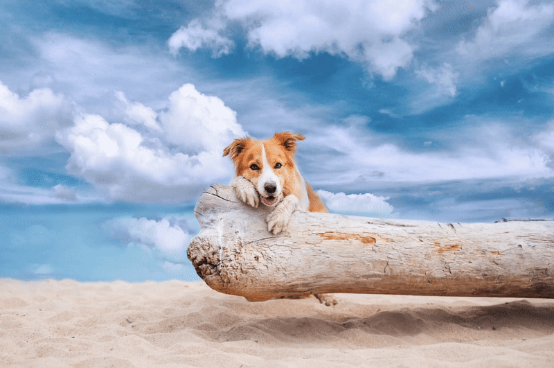 A dog on the beach, leaning against a beach log.