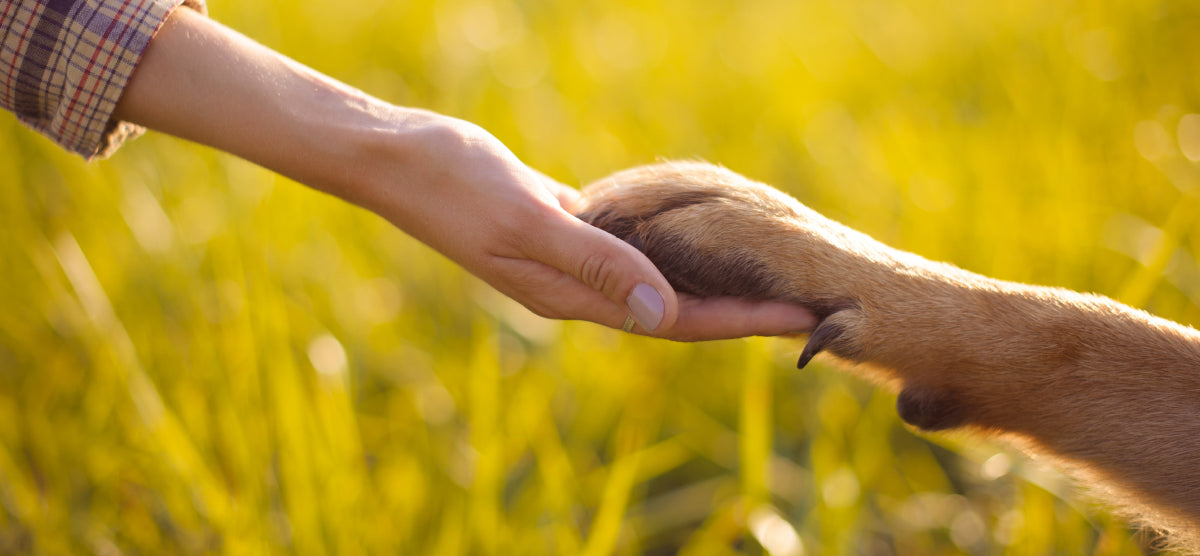 A human and a dog holding hands.