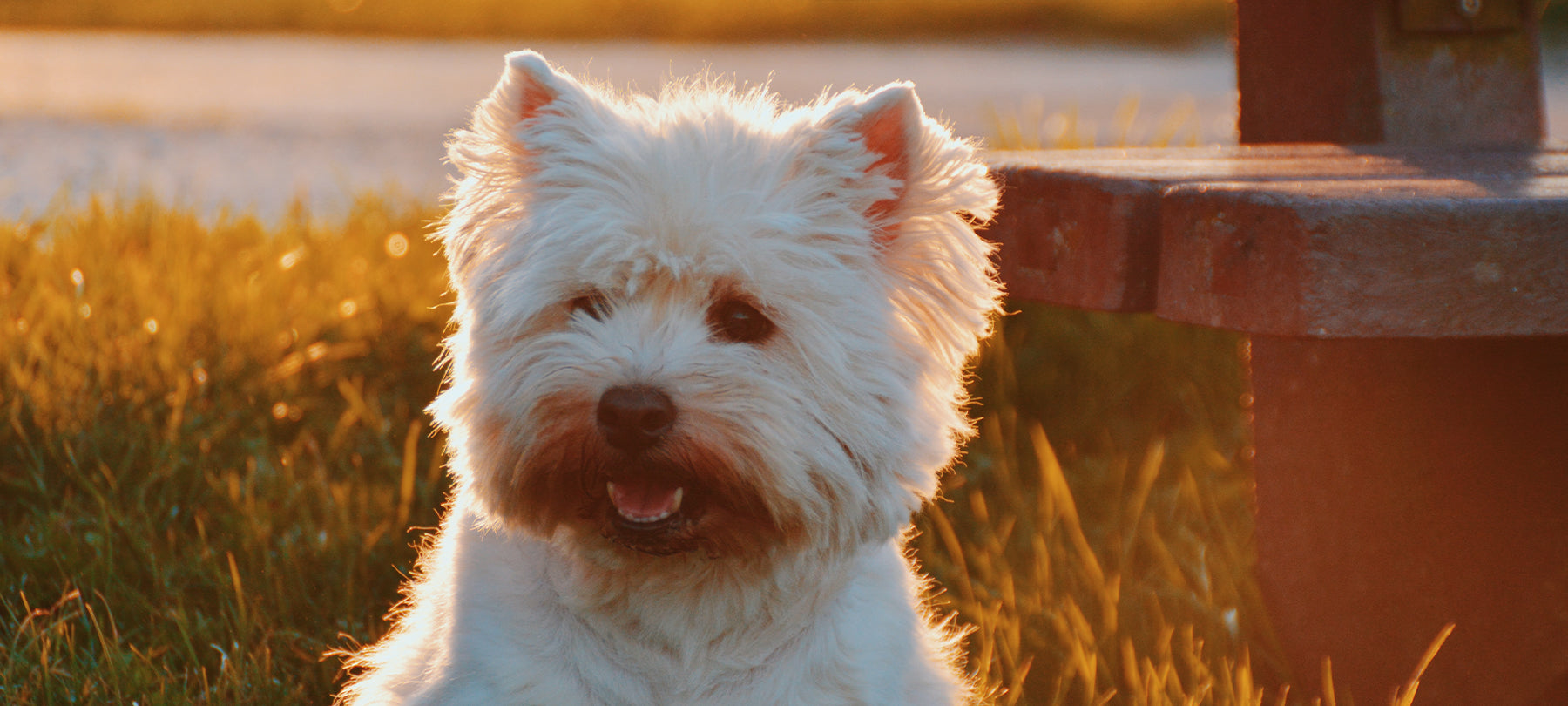 Small white dog in sunset.