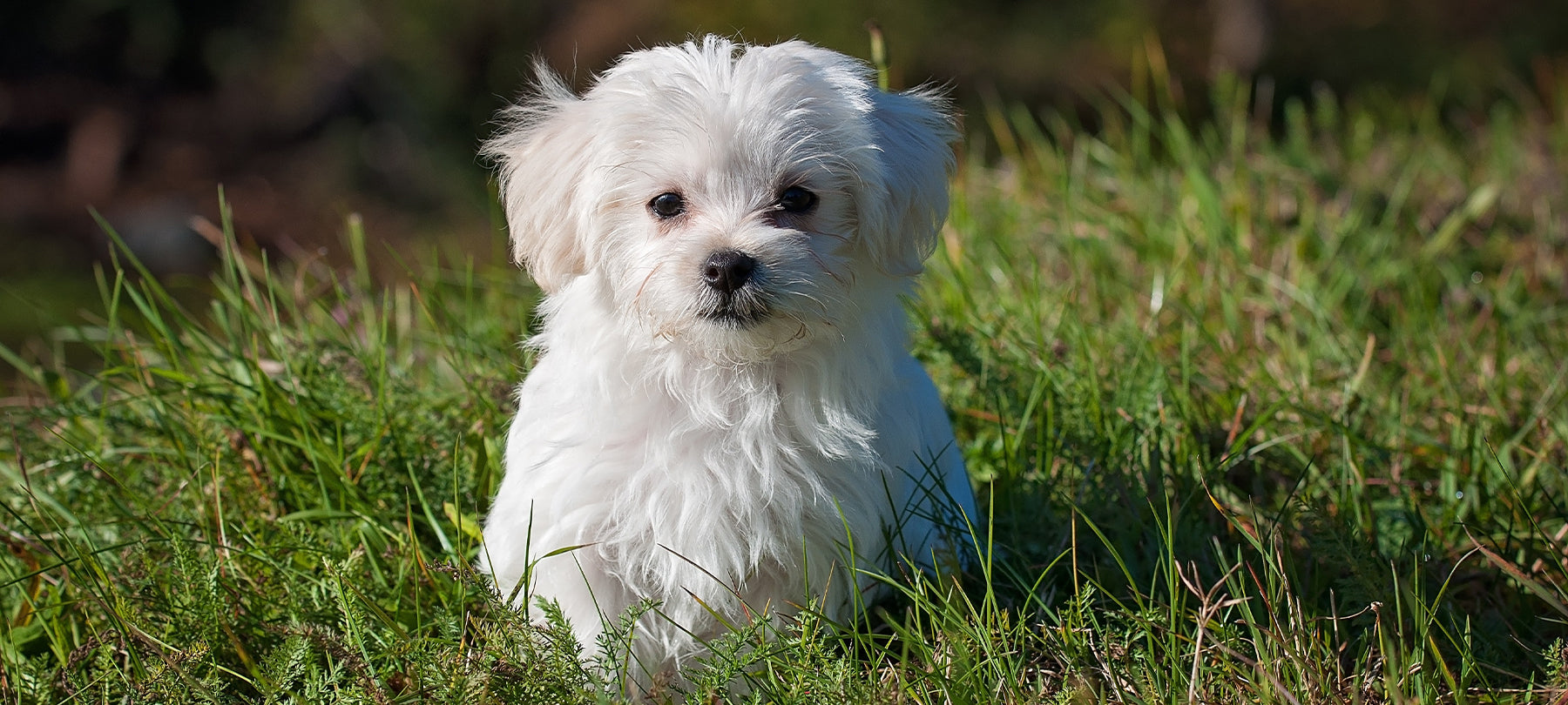 Small white dog in a grass field.
