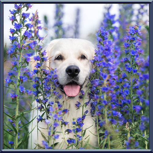 10 Paws For Positivity