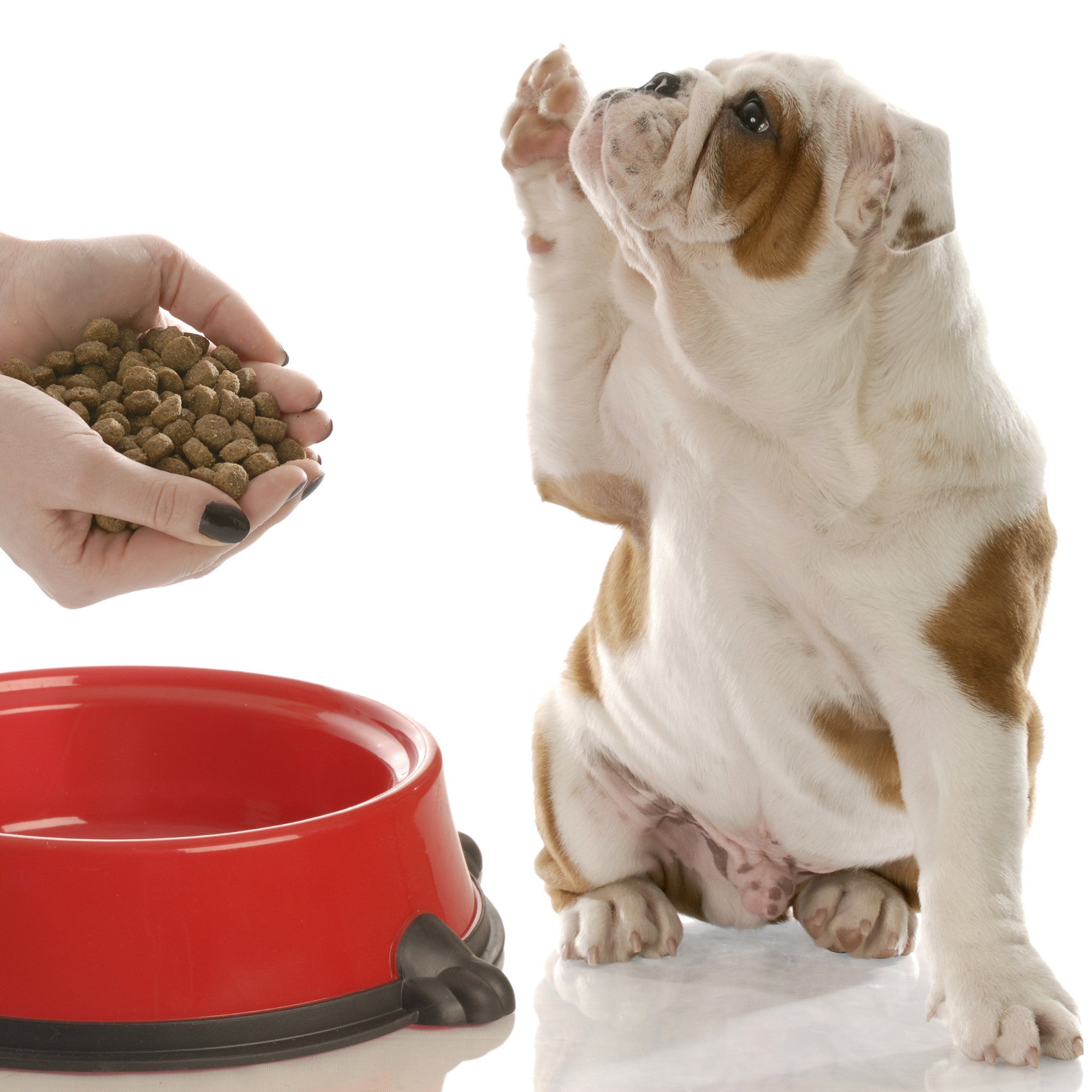What is KIBBLE? Wait... are you feeding your dog THIS?