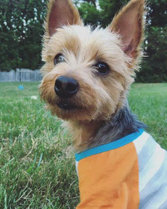 Cuteness Alert - My dog's itchy skin is better!