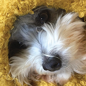 Customers of Dogs For The Earth since 2013