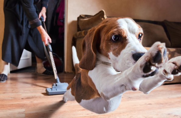 Natural Flea Control for Flea Problems in your home starts with Vacuum, Vacuum, Vacuum!