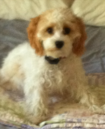 My puppy loves your food.