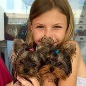 Dirty Little Yorkie Looks :)