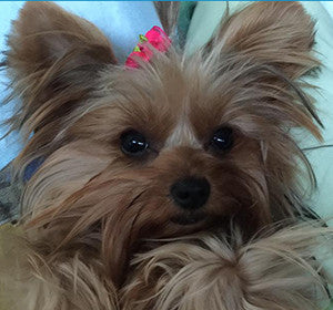 Dogs For The Earth Organic Dehydrated Review