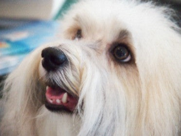 A celebrity on Anna Maria Island