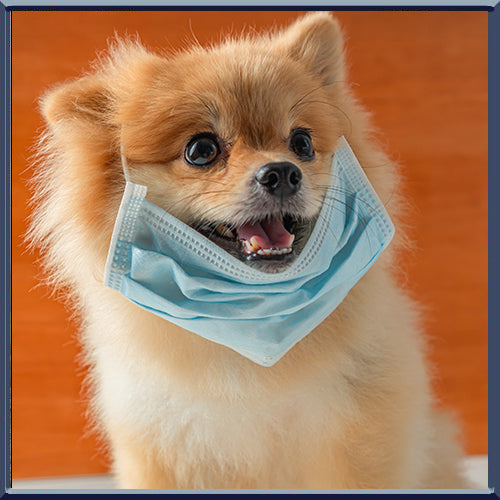 The Heart Of A Dog - Energy Readers