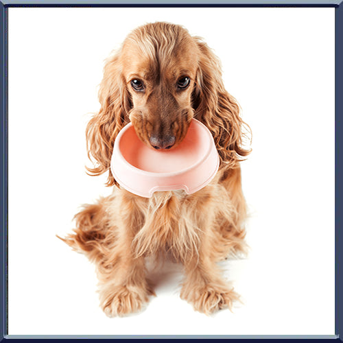 Feeding Guidelines & Nutritional Information