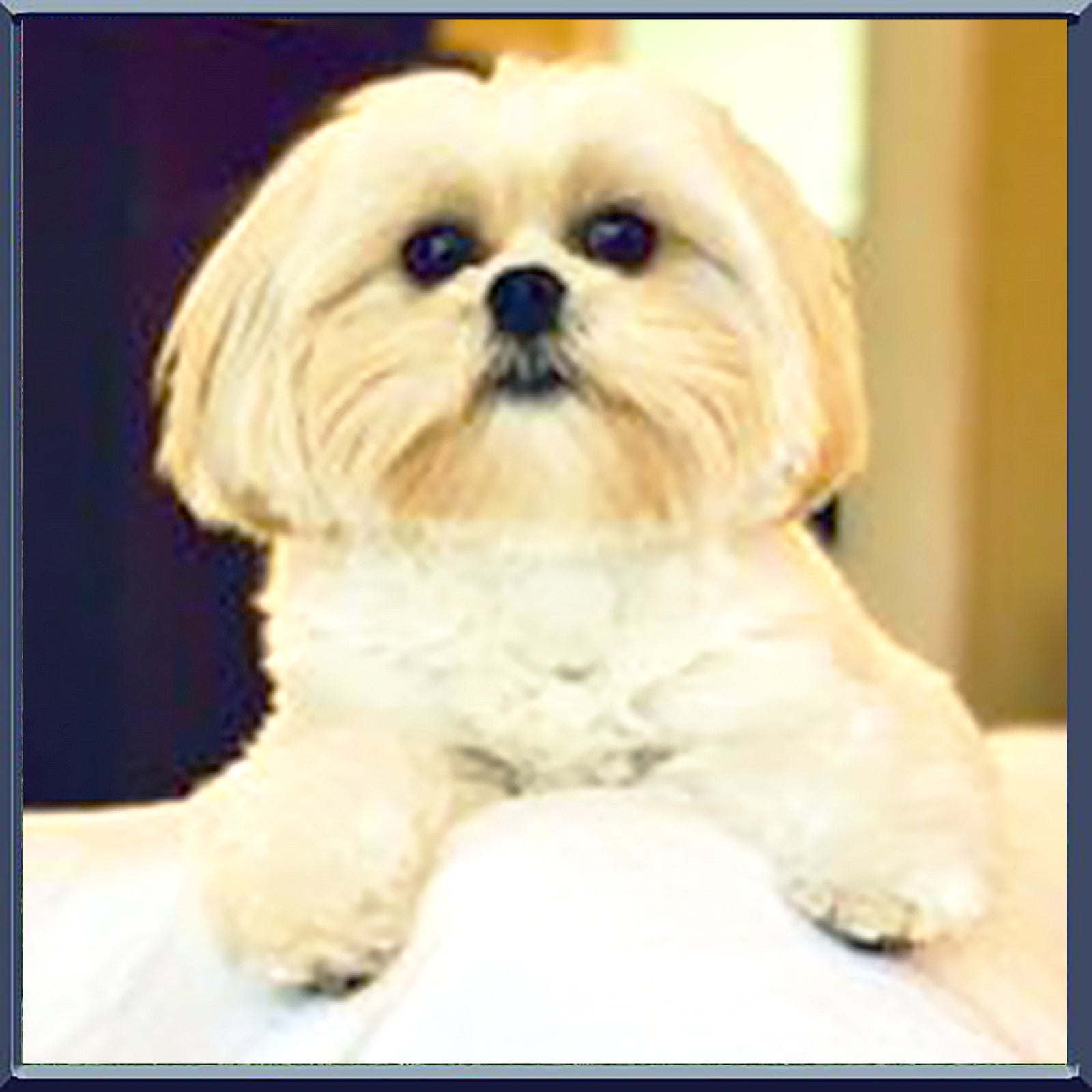 Pearl has never been better!