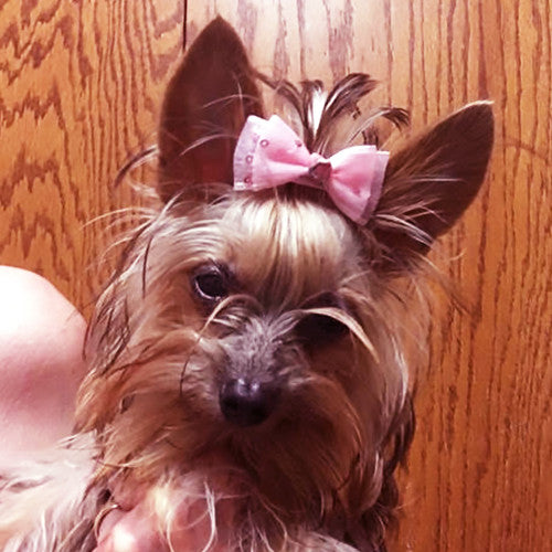 Tiny Muffin's Review of Dogs For The Earth Dog Food