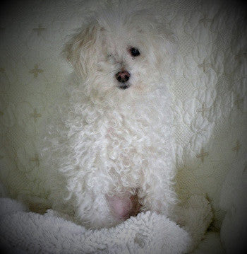 Sarah has been looking for Organic Dehydrated Dog Food for a long time