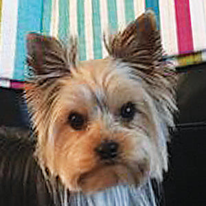 Teddy Bear Wants More