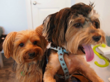 Pawsitively People Food For Dogs...owner of Cody & Bentley, Delray Beach