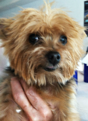 My skin and coat have improved immensely