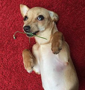 Dog Food Better Than Rotisserie Chicken!