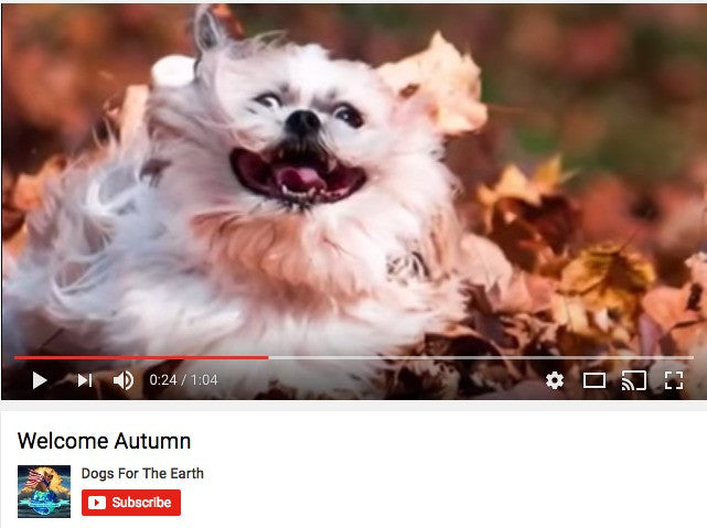 Dogs For The Earth Welcome Autumn