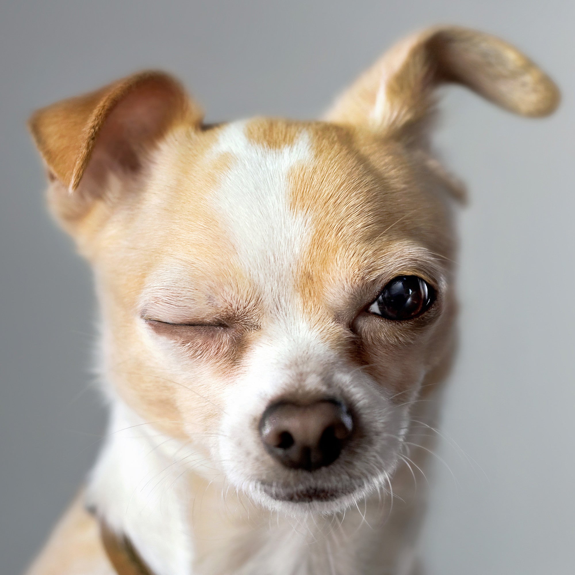 Restaurant offers pet patrons DFTE food on the menu.