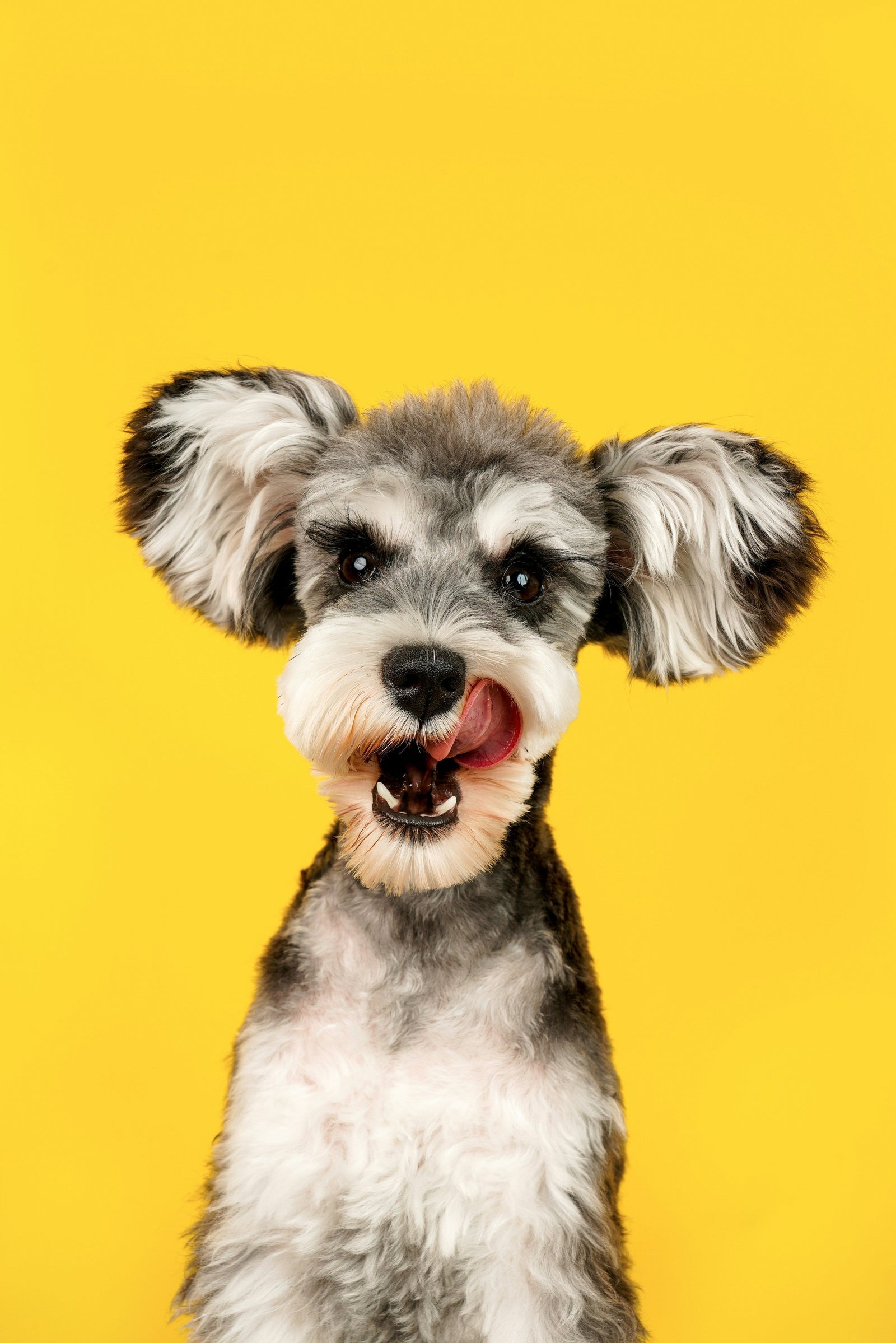 10 Simple Ways to Make Your Dog Happier 🐾