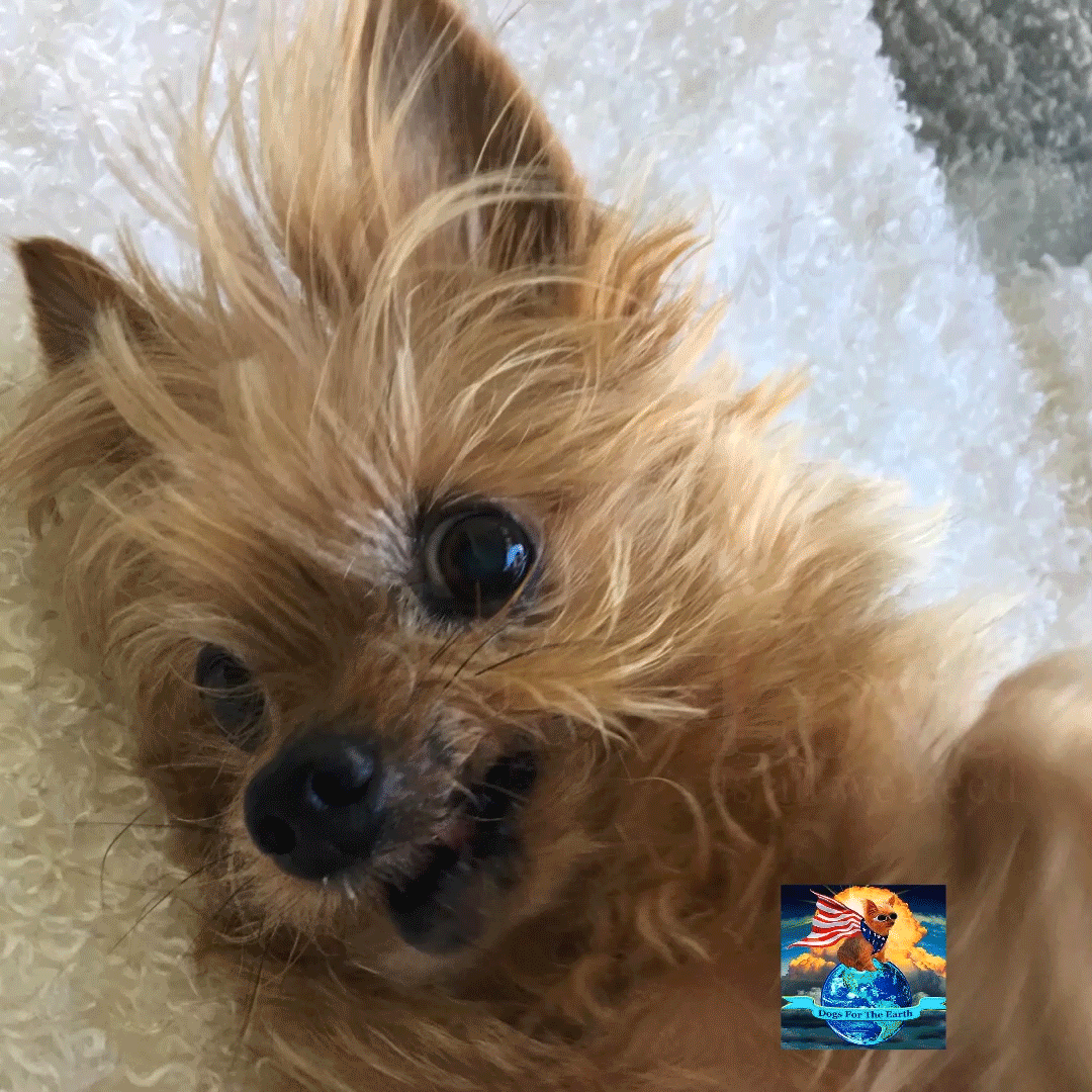 #justadog The Power of Love