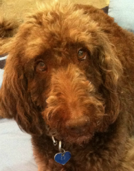 Dogs For The Earth dog food is awesome, mate.