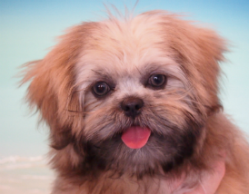 This is Little Mollie