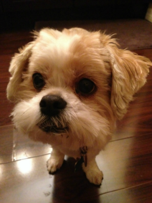 Your dog food is so delicious!