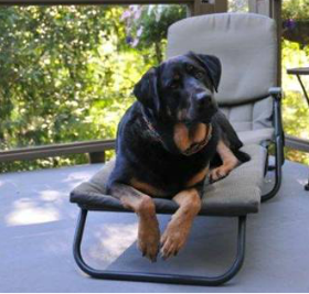 "found the perfect food for my best buddy!"