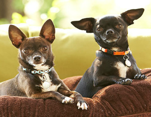 "I love Dogs For The Earth pet food"