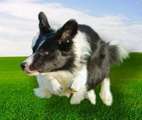 I finally found Dogs For The Earth!