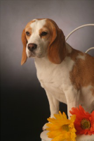 Dogs For The Earth is all organic and Goldie loves it.