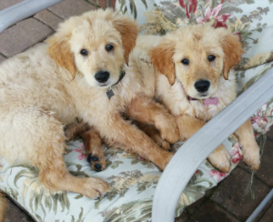 Maizey and Thunder LOVE your treats!