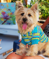 Delicious natural and organic - dog - food