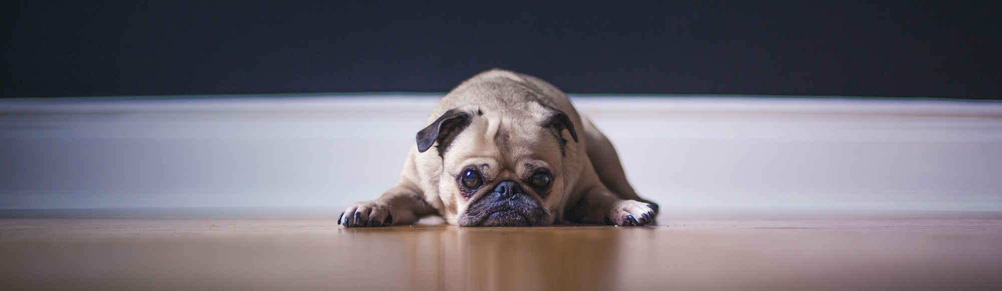 My dog is 2024 itching like crazy