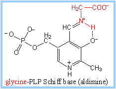 A model showing glycine-PLP.
