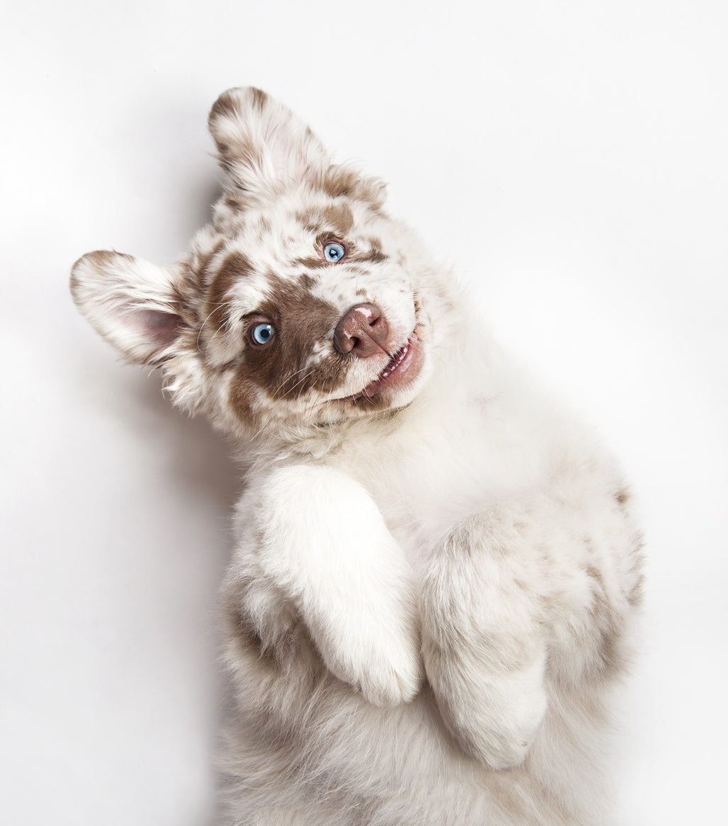 A dog on its back, looking at the camera.