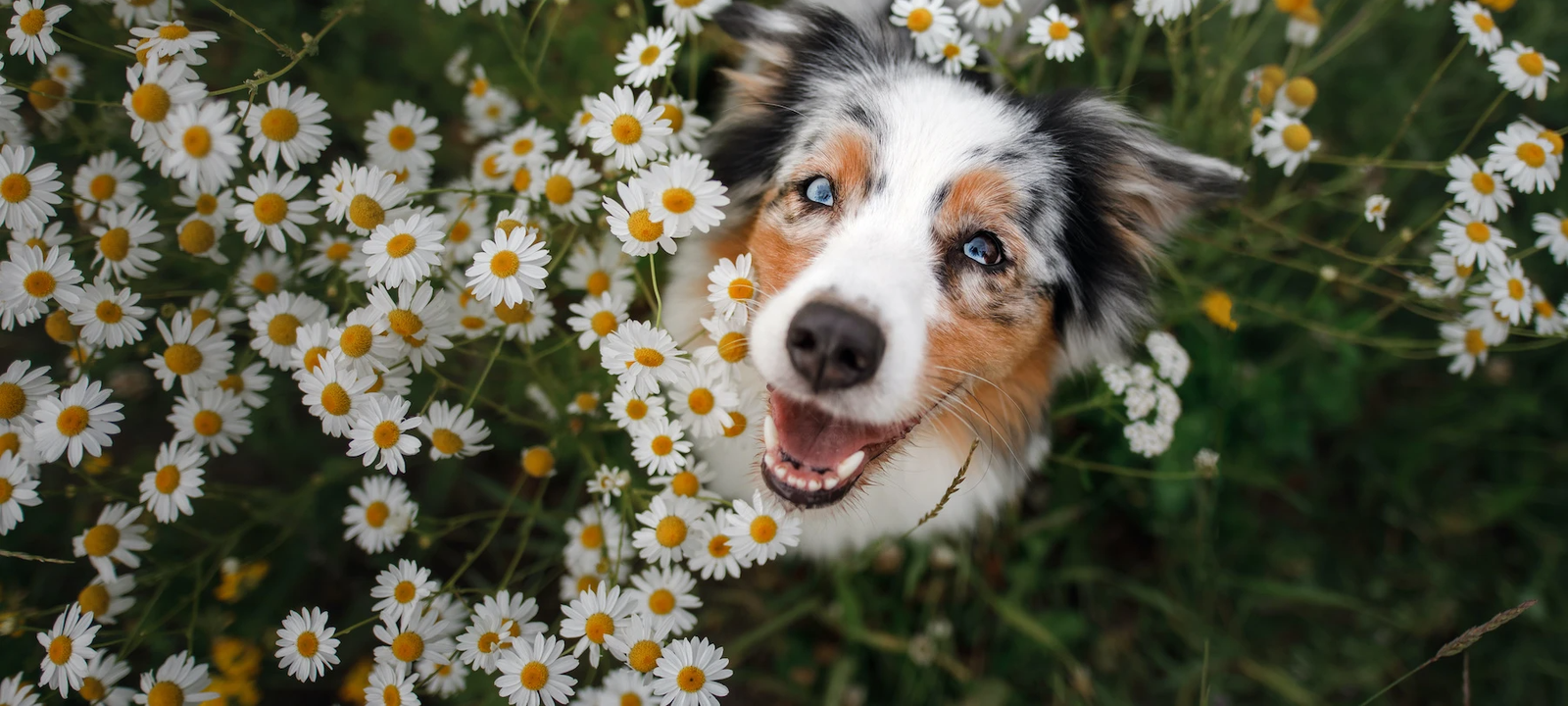 A dog sitting in a field of flowers, looking at the camera, almost smiling.