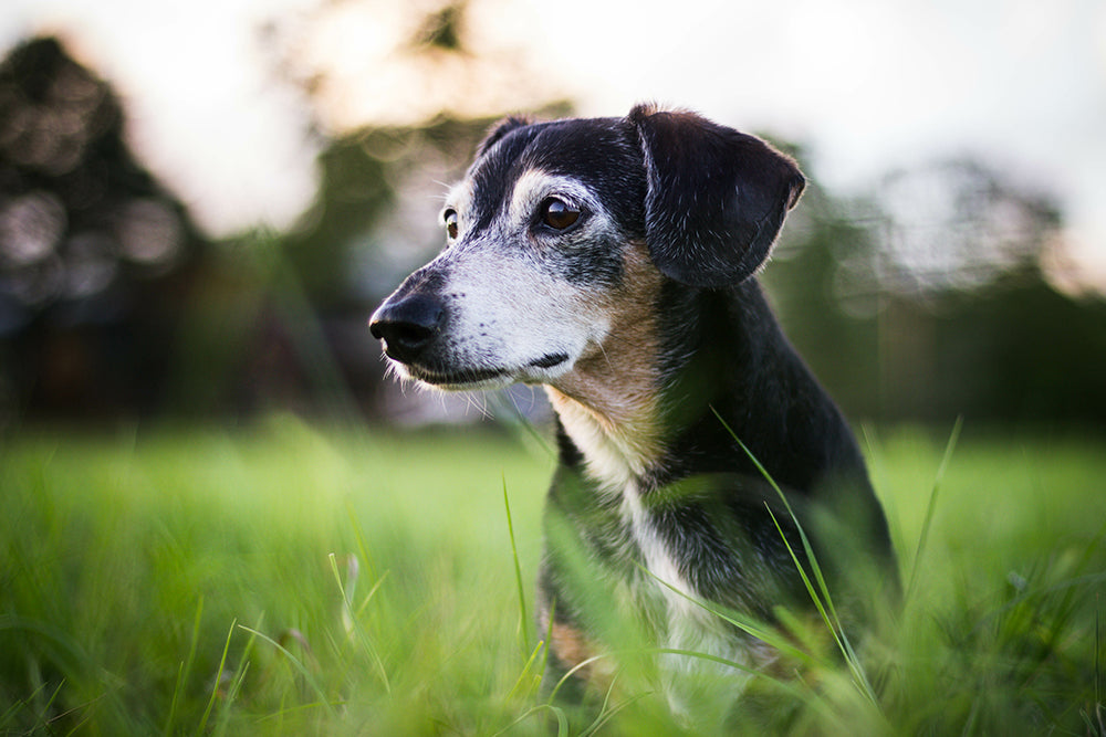 An older dog outside, looking off into the sunshine.