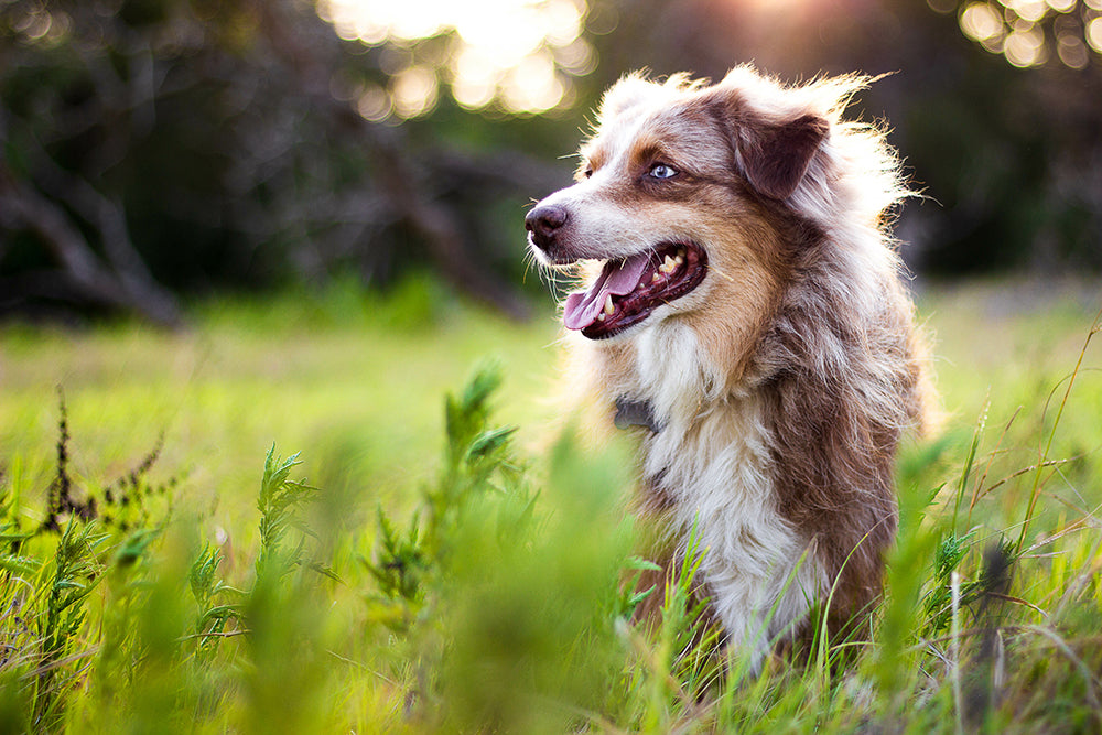 A dog outside, looking off into the sunshine.