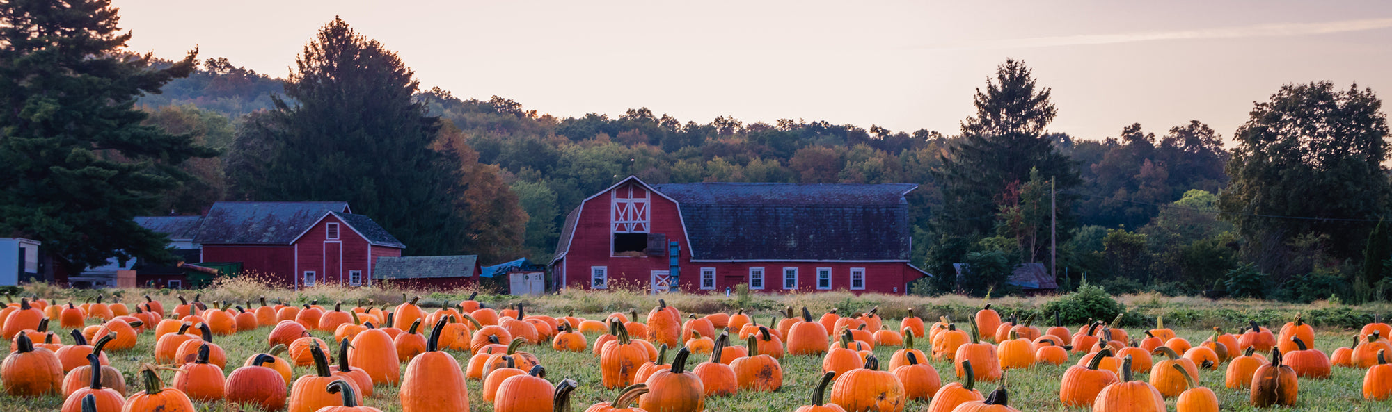 A farm and a field of pumpkins. 