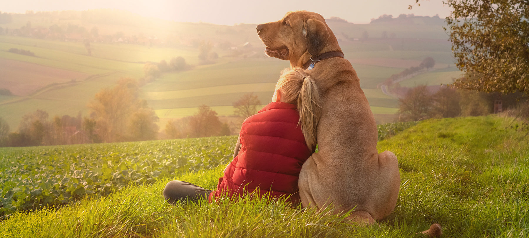 A girl leaning against a dog as they look out over a beautiful field with the sun rising in the distance.